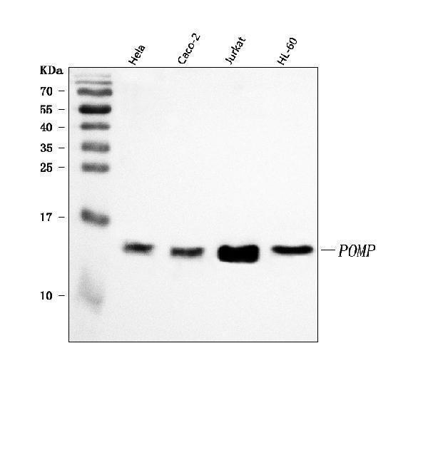 a04837 1 pomp primary antibodies wb testing 1