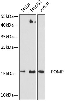 a04837 pomp primary antiboties wb testing 1