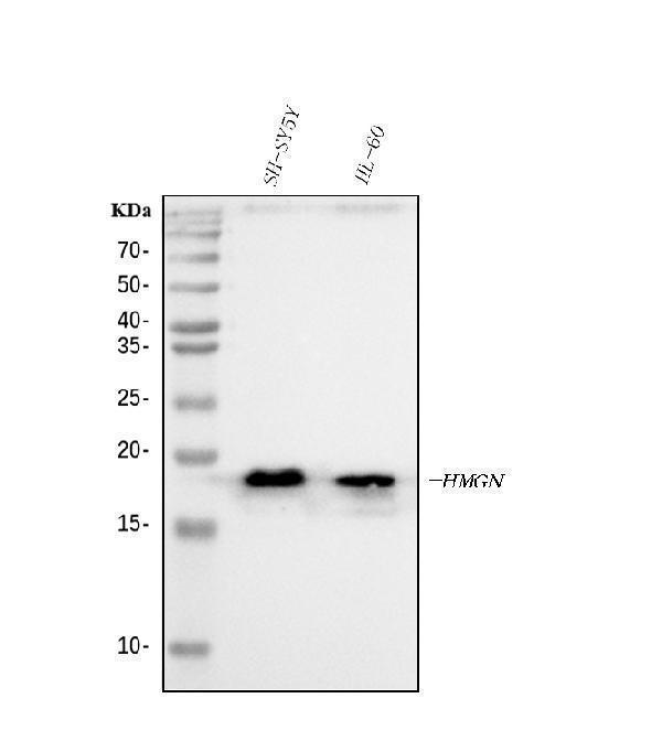 a04839 2 hmgn2 primary antibodies wb testing 1_1