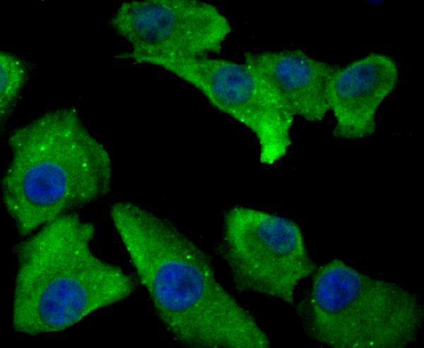 ICC staining Annexin IV in A549 cells (green)