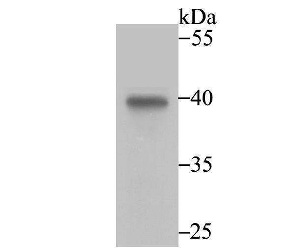 Western blot analysis of Annexin IV on human liver tissue lysate using anti-Annexin IV antibody at 1/2,000 dilution
