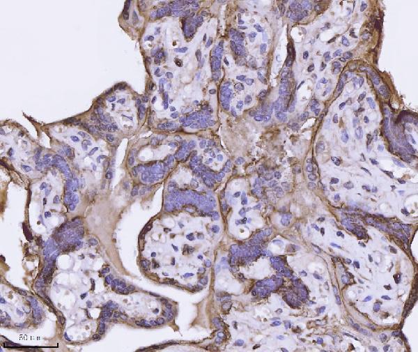 a04840 2 anxa4 primary antibodies ihc testing 4