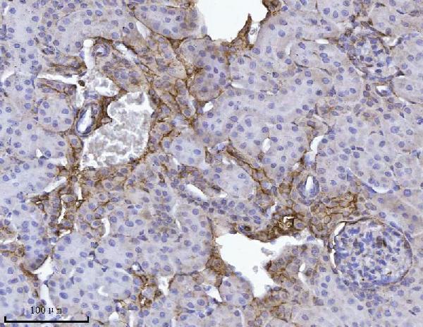a04840 2 anxa4 primary antibodies ihc testing 5
