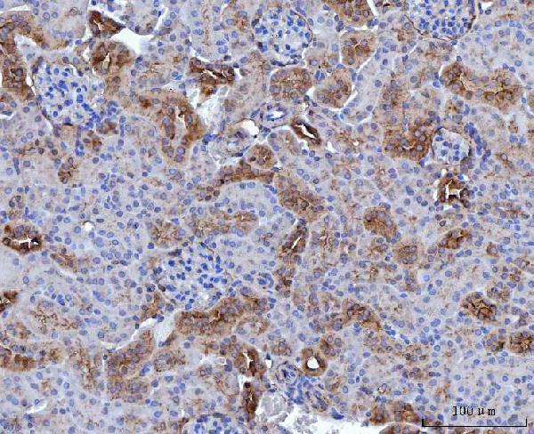 a04840 2 anxa4 primary antibodies ihc testing 6
