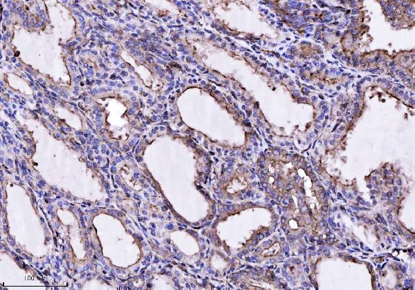 a04840 2 anxa4 primary antibodies ihc testing 7