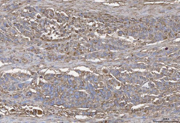 a04840 anxa4 primary antibodies ihc testing 3