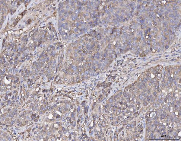 a04840 anxa4 primary antibodies ihc testing 4