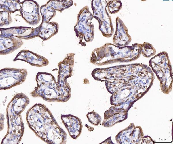a04840 anxa4 primary antibodies ihc testing 5