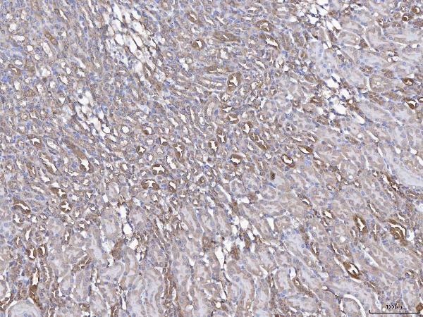 a04840 anxa4 primary antibodies ihc testing 6