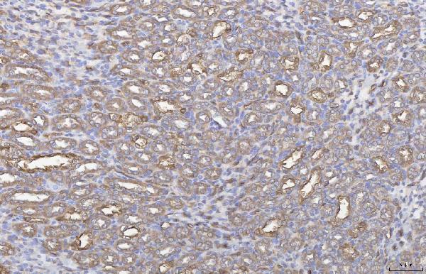 a04840 anxa4 primary antibodies ihc testing 7