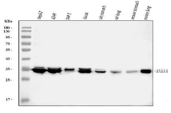  Western blot analysis of ANXA4 using anti-ANXA4 antibody (A04840)