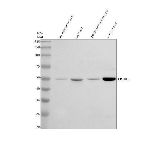 a04841 2 prkag3 primary antibodies wb testing 1