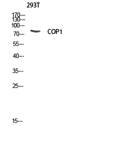 a04843 rfwd2 primary antibodies wb testing 1