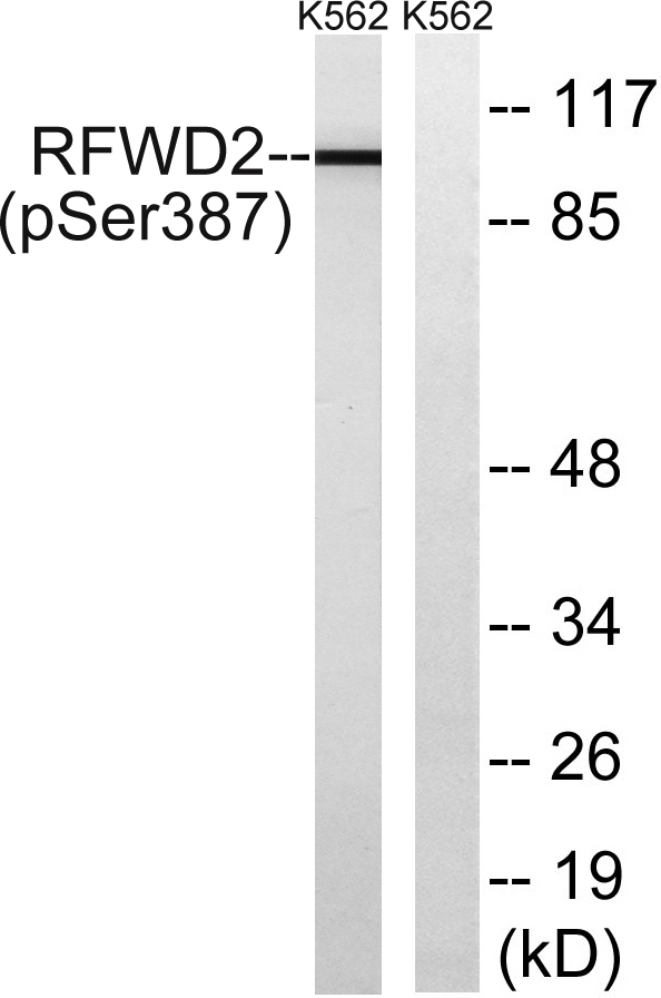 a04843s387 rfwd2 primary antibodies wb testing 1
