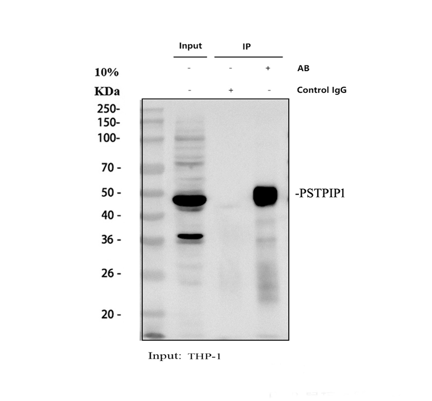 a04844 1 pstpip1 primary antibodies ip testing 1