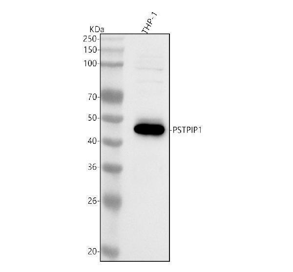  Western blot analysis of PSTPIP1 using anti-PSTPIP1 antibody (A04844-1)
