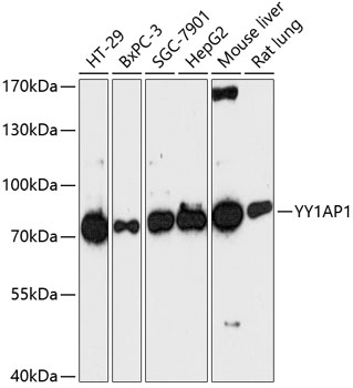 a04846 yy1ap1 primary antiboties wb testing 1