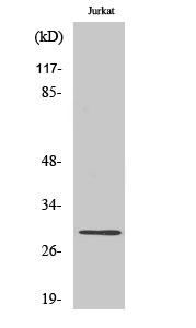 Western blotting validation for Anti-Cyclin G CCNG1 Antibody A04847
Western Blot (WB) analysis of specific cells using Cyclin G polyclonal antibody