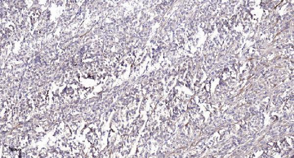 a04848 rxfp2 primary antibodies ihc testing 1