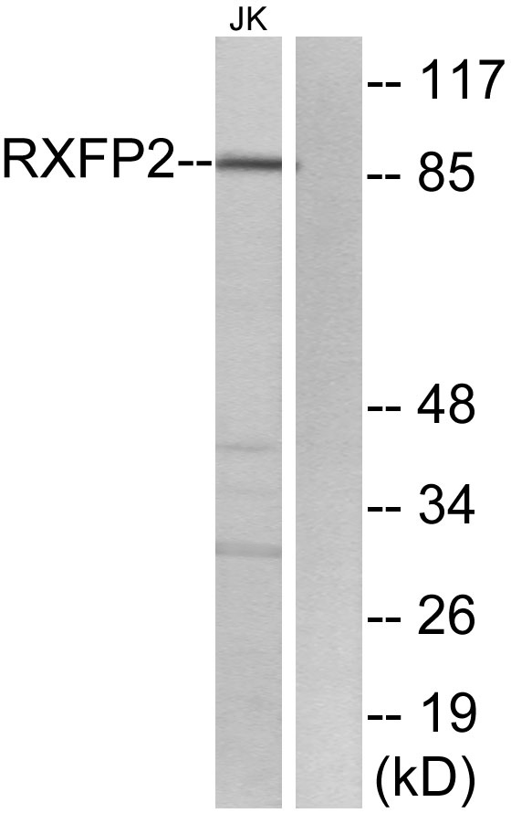 a04848 rxfp2 primary antibodies wb testing 2