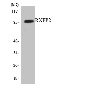 a04848 rxfp2 primary antibodies wb testing 3
