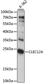 a04849 clec12a primary antiboties wb testing 1