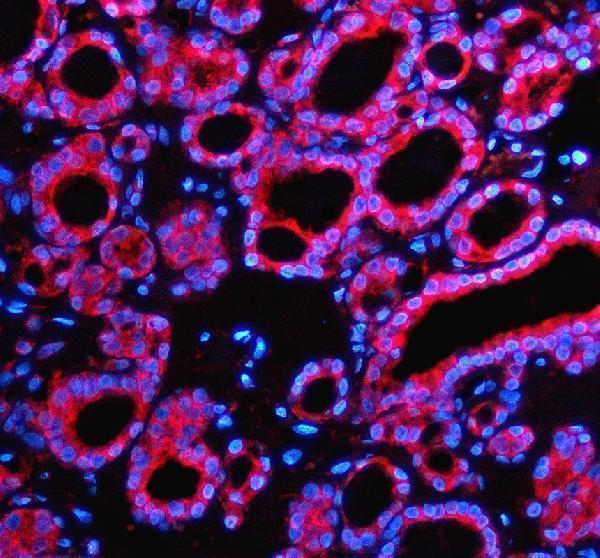 a04852 1 sec63 primary antibodies if testing 1
