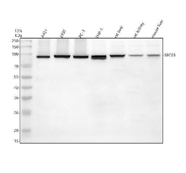 Western blot analysis of SEC63 using anti-SEC63 antibody (A04852-1)