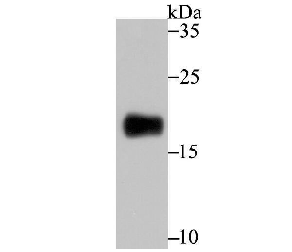 Western blot analysis of CD3G on mouse thymus tissue lysate using anti-CD3G antibody at 1/500 dilution