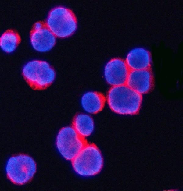  IF analysis of CD3 Gamma/CD3G using anti-CD3 Gamma/CD3G antibody (A04853-2)