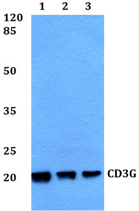 Western blot (WB) analysis of CD3G polyclonal antibody at 1:500 dilution
Lane1:HEK293T whole cell lysate
Lane2:Raw264