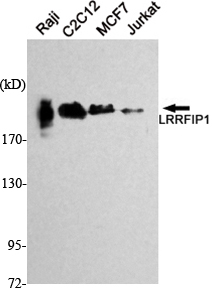 Western Blot analysis using LRRFIP1 Monoclonal Antibody against Raji, C2C12, MCF7, Jurkat cell lysate