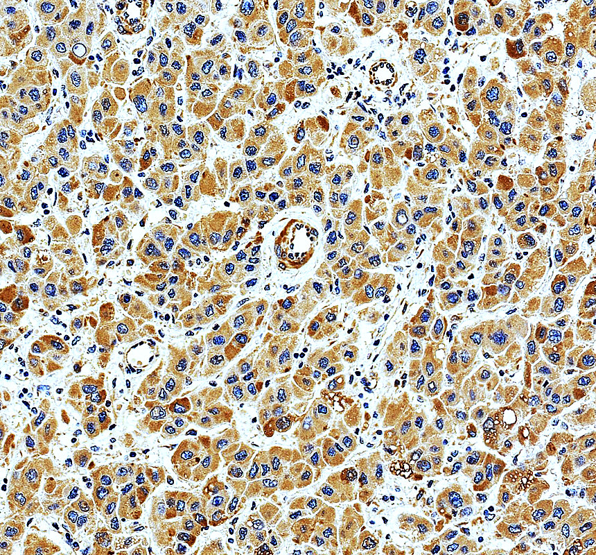 IHC analysis of OTUD7B using anti-OTUD7B antibody (A04857)