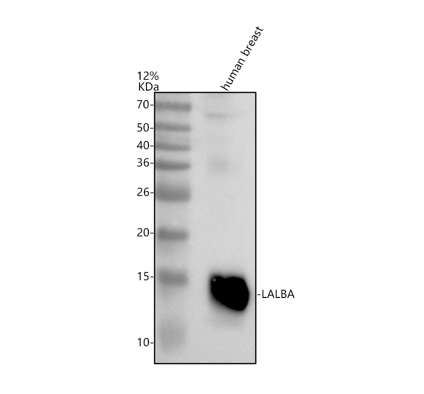 a04858 1 lalba primary antibodies wb testing 1