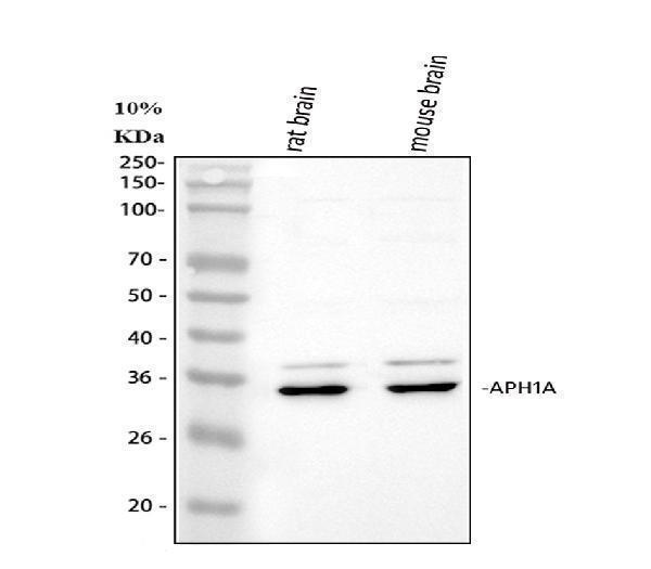  Western blot analysis of APH1A using anti-APH1A antibody (A04859-1)