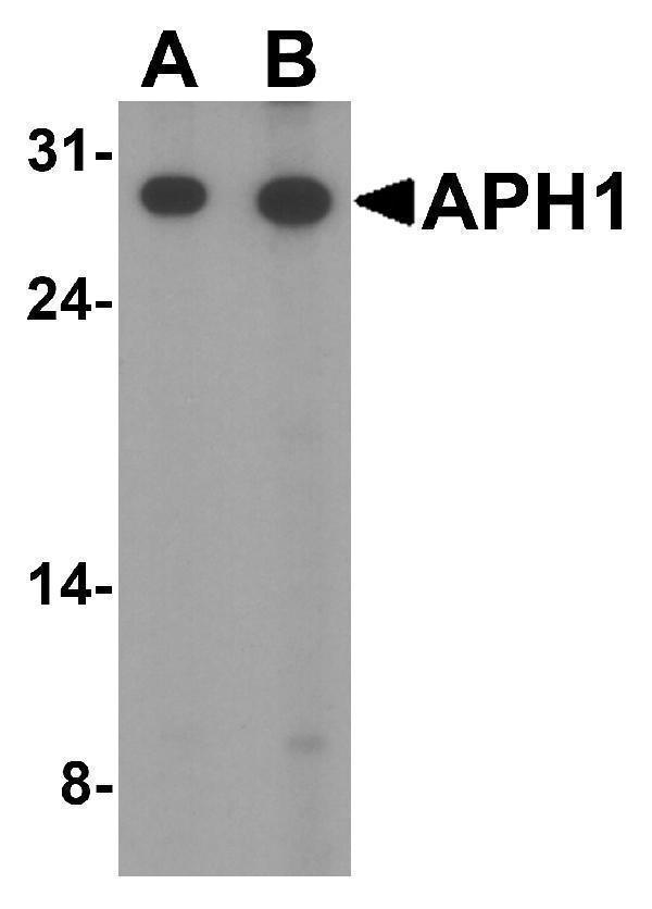 a04859 aph1a primary antibodies wb testing 1