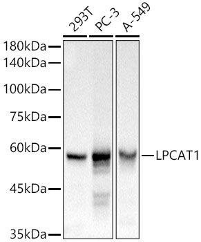 Western blot analysis of various lysates, using LPCAT1 antibody  at 1:1000 dilution