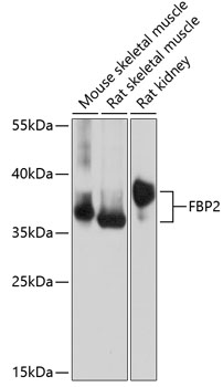 a04867 fbp2 primary antiboties wb testing 1