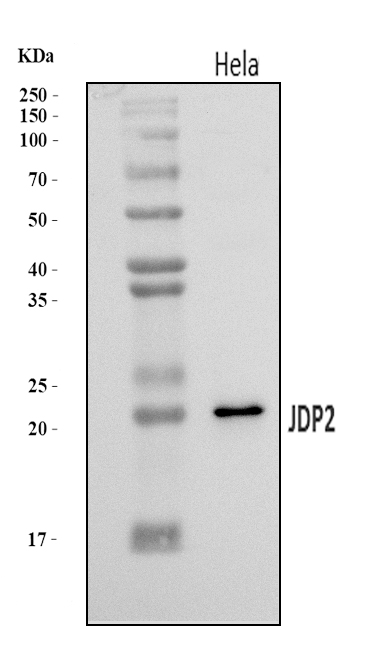  Western blot analysis of JDP2 using anti-JDP2 antibody (A04870-2)