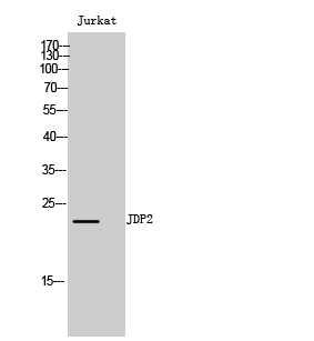 a04870 jdp2 primary antibodyes wb testing 1