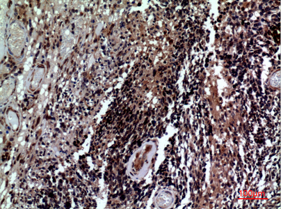 a04872 1 cd84 primary antibodies ihc testing 1