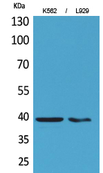 Western Blot analysis of K562, L929 cells using CD84 Polyclonal Antibody