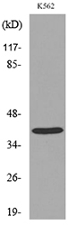 Western blot analysis of lysate from K562 cells, using CD84 Antibody