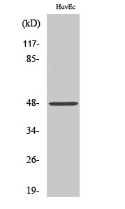 a04874 ctse primary antibodies wb testing 2