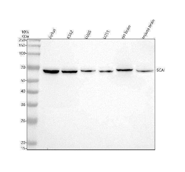  Western blot analysis of SCAI using anti-SCAI antibody (A04877-1)