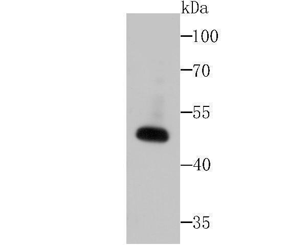 a04879 wnt2b primary antiboties wb testing 1