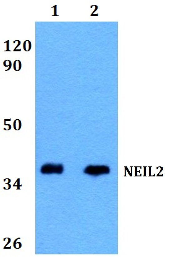 a04883 neil2 primary antiboties wb testing 1