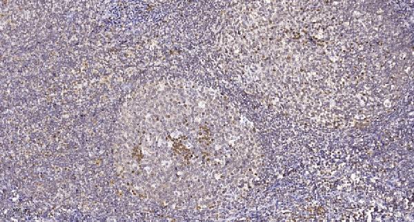 a04884 1 cnot7 primary antibodies ihc testing 1
