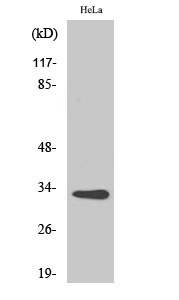 Western Blot analysis of various cells using CNOT7 Polyclonal Antibody cells nucleus extracted by Minute TM Cytoplasmic and Nuclear Fractionation kit 