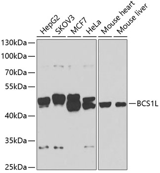 Western blot analysis of extracts of various cell lines, using BCS1L antibody  at 1:1000 dilution